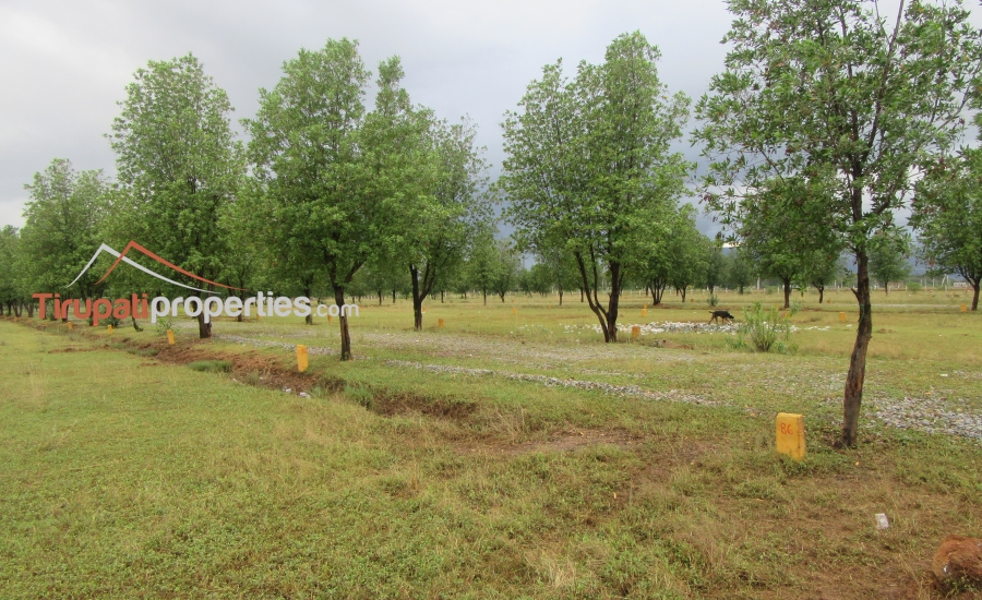 DTCP Approved Plots for Sale at Pangur to Sri Kalahasthi 100’ft Road